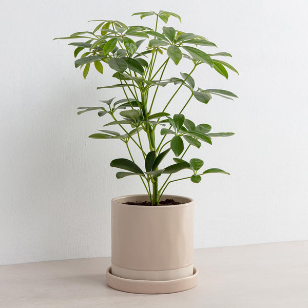 Ceramic Plant Pot | Blush - NØRDEN