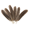 Turkey Feather