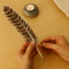 Turkey Feather