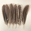Turkey Feather