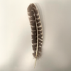 Turkey Feather