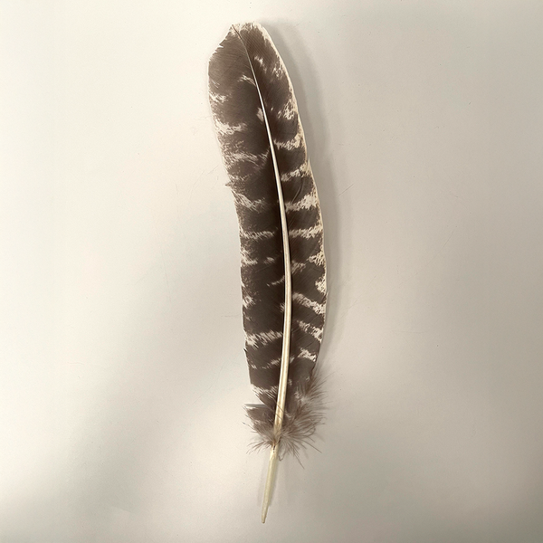 Turkey Feather