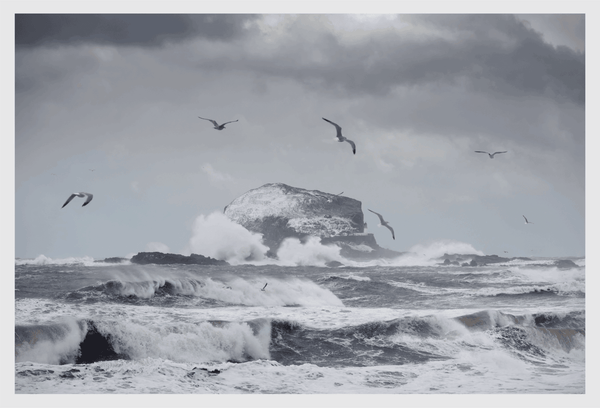 Photographic Art Print | The Birds, the Bass + the Beast - NØRDEN