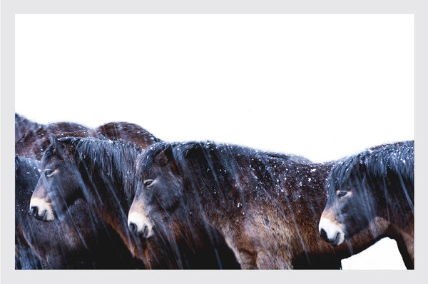 Photographic Art Print | Exmoor Ponies - NØRDEN